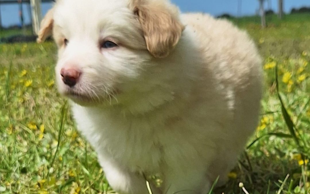 Black Collar Boy Puppy