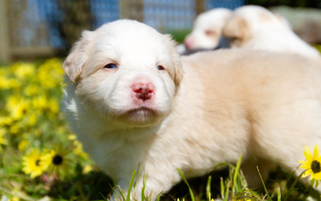 Expecting a Litter of Border Collie Puppies due in January 2025