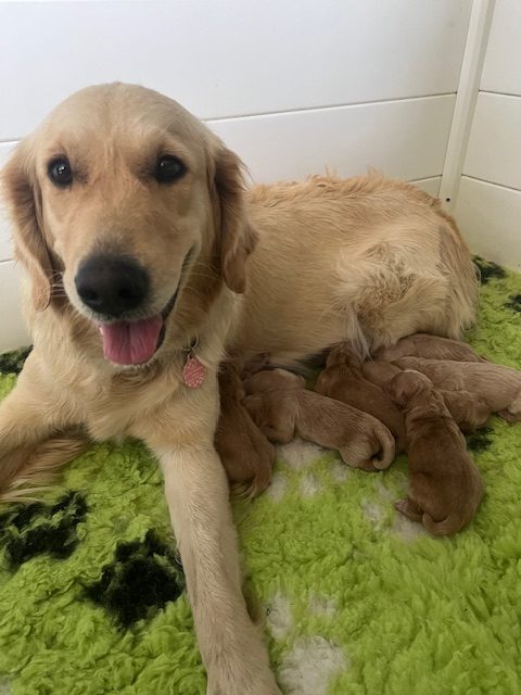 Litter of Golden Retriever Puppies Born 29th January 2025