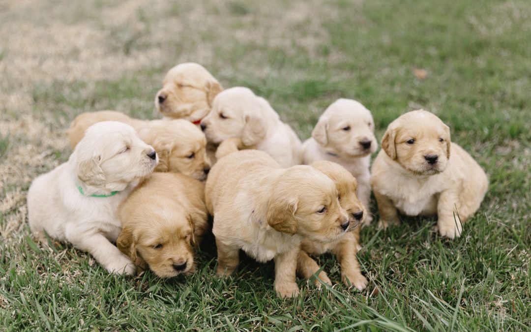 Expecting a Litter of Golden Retriever Puppies in January 2025