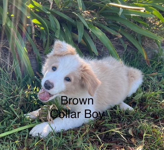 Brown Collar Male Border Collie Puppy