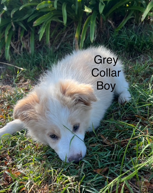 Grey Collar Male Border Collie Puppy
