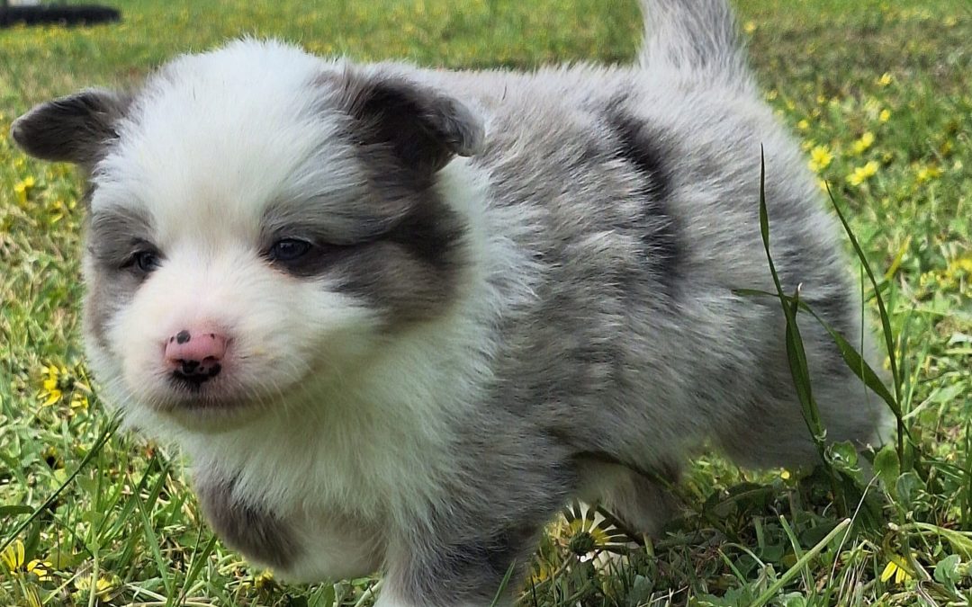 Stormy’s Litter due April 2026