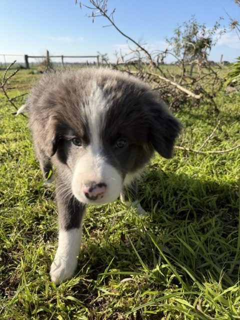 Stormy’s Litter Born 9th April’26
